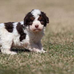 Cookie - Brown Bernedoodle puppy in Honey Brook, Pennsylvania from Green Ridge Puppies