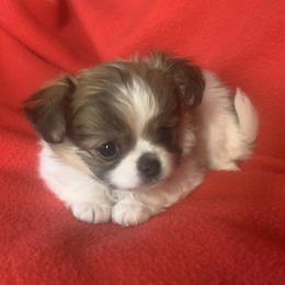 Chihuahua Puppies from Strawberry River Kennel
