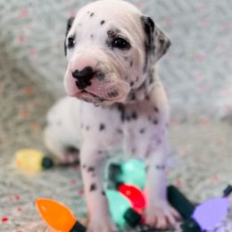 Grinch - White and black male Dalmatian puppy in Whitwell, Tennessee from Rock a Dalmatian “RockADal”