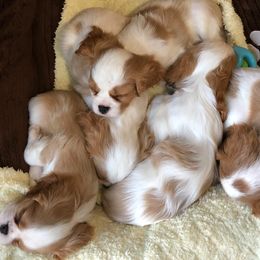 Cavalier King Charles Spaniel Puppies from Ikkes Cavaliers