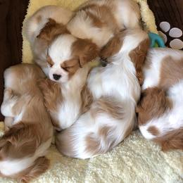 Cavalier King Charles Spaniel Puppies from Ikkes Cavaliers