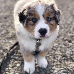 Australian Shepherd Puppies from Middle Fork Australian Shepherds