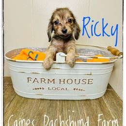Ricky - Brindle male Dachshund puppy in Cincinnati, Ohio from Caines Dachshund Farm