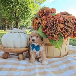 Copper - Red male Bernedoodle puppy in Russell Springs, Kentucky from 270 Doodles