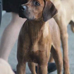 Rhodesian Ridgeback Puppies from Supernova Ridgebacks