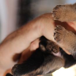 German Shepherd Puppies from Broward Shepherds