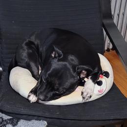 Staffordshire Bull Terriers from GoltStaff