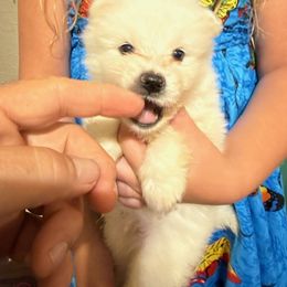 Boy 3 - male American Eskimo Dog puppy in Canton, Texas from Dan's Eskimo Dogs