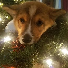 Cardigan Welsh Corgi and Pembroke Welsh Corgi Puppies from Glen Clova Keep Corgis