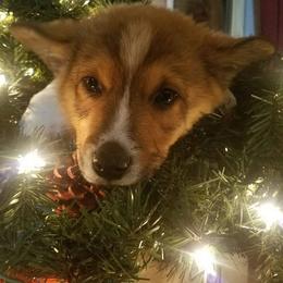 Cardigan Welsh Corgi and Pembroke Welsh Corgi Puppies from Glen Clova Keep Corgis