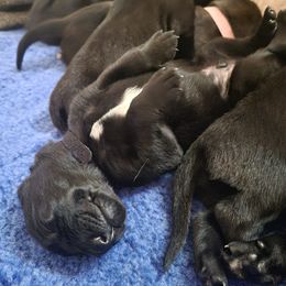 Belgian Malinois Puppies from Faubion Malinois
