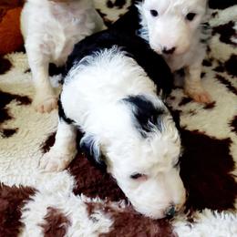 Milly - Black and white female Sheepadoodle puppy in Bellevue, Iowa from Fluffy Wonders Poms and Doodles
