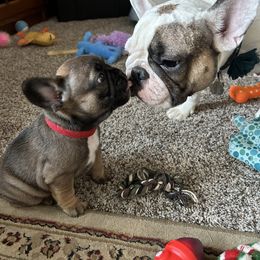 French Bulldog Puppies from Fishie's Frenchies