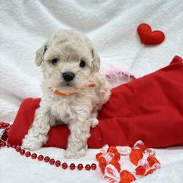 Faith - White female Poodle puppy in Vilonia, Arkansas from Donna’s Pretty Poodles
