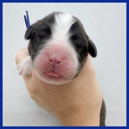 Blue - Mahogany and white male Saint Bernard puppy in Ladysmith, Wisconsin from Northwoods Saint Bernards