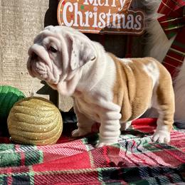 Nala - Lilac tri-color female Bulldog puppy in Fort White, Florida from Bullgodz English Bulldogs