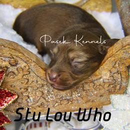 Dachshund Puppies from Pasek Kennels