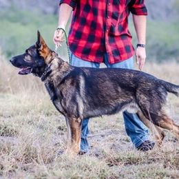 German Shepherds from Nach dem Sturm Kennels