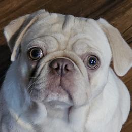 Pugs from Monsterpugs