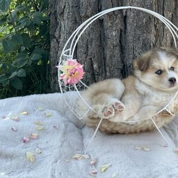 Pomsky Puppies from Lake in the hills Pomskies