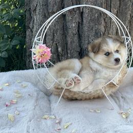 Pomsky Puppies from Lake in the hills Pomskies