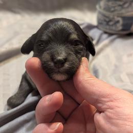 Douglas - Black male Havanese puppy in Zanesville, Ohio from Charlotte Landry
