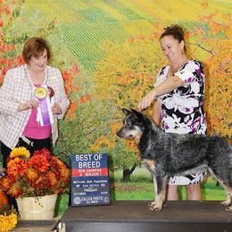 Sapphire - Australian Cattle Dog