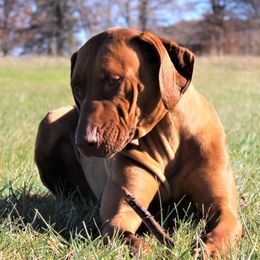 Nile - Rhodesian Ridgeback