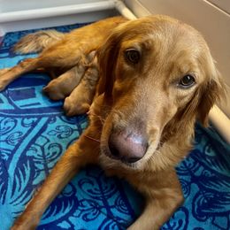 Golden Retriever and Labrador Retriever Puppies from All Around Retrievers