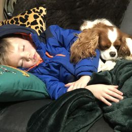 Cavalier King Charles Spaniels from KINGDOMRUN Cavaliers