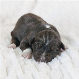 Girl 1 - Red tri-color female Australian Shepherd puppy in Yakima, Washington from Naches Heights Ranch