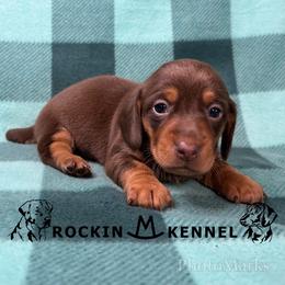 Chocolate - Chocolate and tan female Dachshund puppy in George West, Texas from Rockin M Kennel