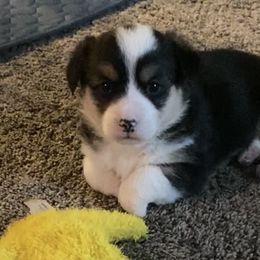 Elf - Black and tan Pembroke Welsh Corgi puppy in Arcanum, Ohio from Weissway Corgis