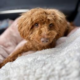 Hazel - Poodle