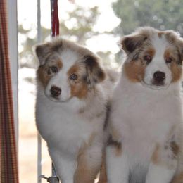 Australian Shepherd Puppies from Two or More Kennels