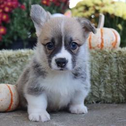 Newman - Red male Pembroke Welsh Corgi puppy in Pollock, Missouri from Northstar