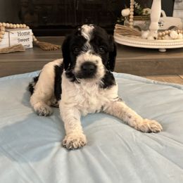 Poodle and Shih Tzu Puppies from Carolina Dream Standard Poodles and Shihtzu’s