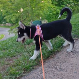 Companion Cross and Siberian Husky Puppies from High Mountain Crosses