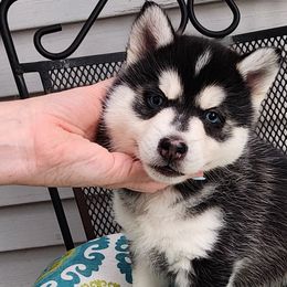 Dover - Dark Blue - Black and white Pomsky puppy in Aberdeen, Maryland from True-Blue Pomskies