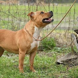 Staffordshire Bull Terrier All Grown Up from Coalminer's Kennel