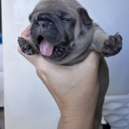 French Bulldog Puppies from Upcountry Frenchies