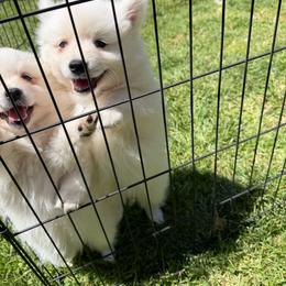 Yuki - White male American Eskimo Dog puppy in Placerville, California from White Gypsy Ranch