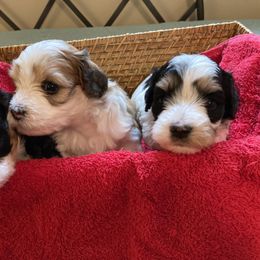Havanese Puppies from Winsome Havanese