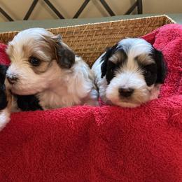 Havanese Puppies from Winsome Havanese