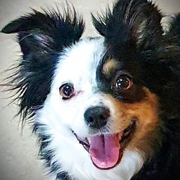Nova - Toy Australian Shepherd