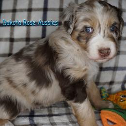 Merida - Red merle female Australian Shepherd puppy in Burbank, South Dakota from Dakota Rose Aussies
