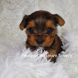 Yorkshire Terrier Puppies from Pixieland Yorkshire Terriers
