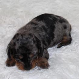 Maples black and tan dapple - Dapple female Dachshund puppy in Lily, Kentucky from Little Acres Miniature Dachshunds