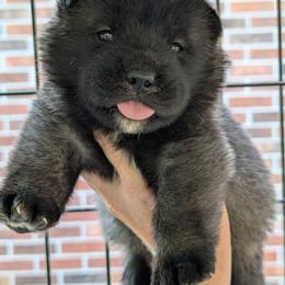 Saki's Girl - Black female Akita puppy in South Carolina from Sierra Mountain Akitas