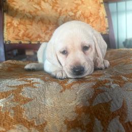 Girl 4 - Yellow female Labrador Retriever puppy in Isanti, Minnesota from Four Corners Family Labs